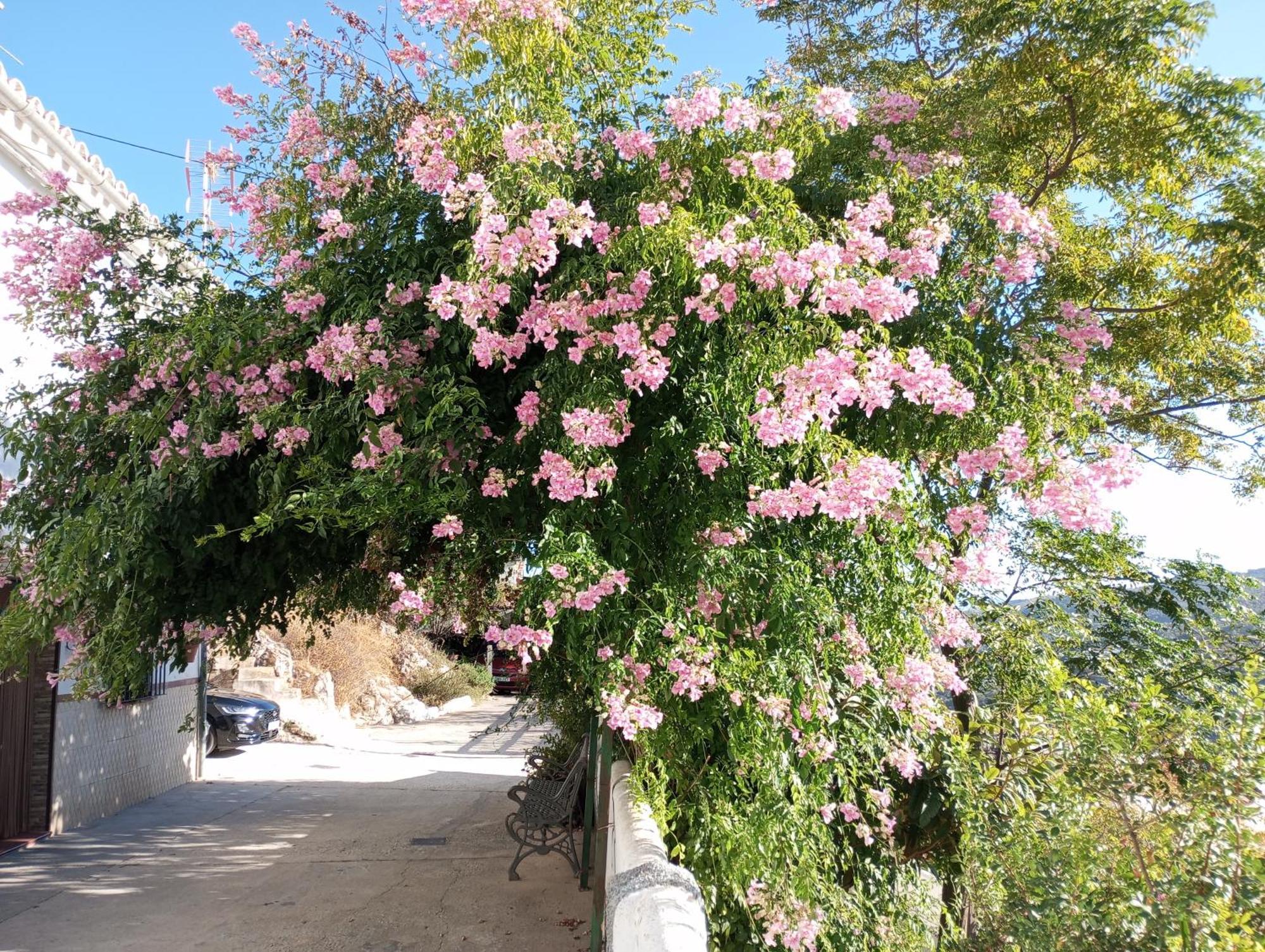 Sweet Water Caminito Del Rey Bed & Breakfast Carratraca Bagian luar foto